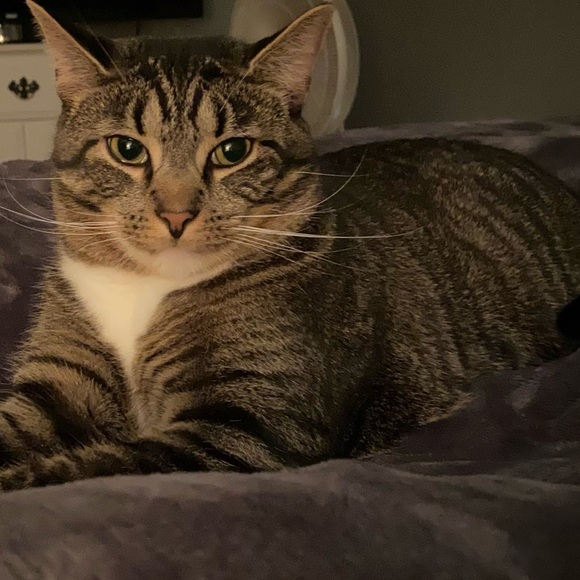 ▪️ABOUT ME▪️ - Picture 16 of 16